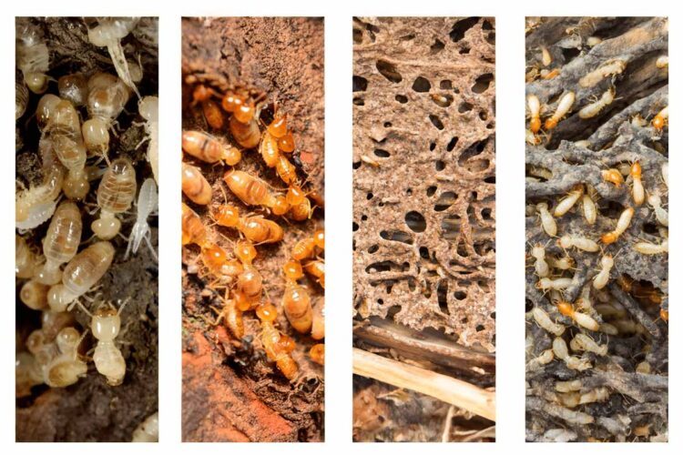 Comment reconnaître les signes d'une infestation de termites ?